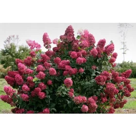    Бели, червени, пъстри хортензии, разсад в съд 3-5л, 30-50 см.