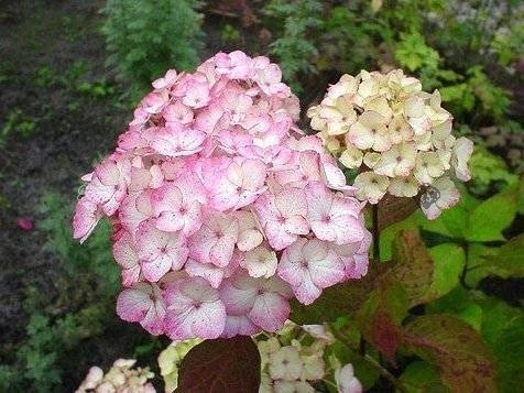 Сини, пъстри, розови хортензии, разсад в съд 1-2л, 10-20 см.