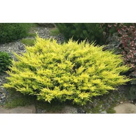  CREEING JUNIPER LIMEGLOW JUNIPERUS CONIFERENT BUSH C