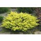  CREEING JUNIPER LIMEGLOW JUNIPERUS CONIFERENT BUSH C