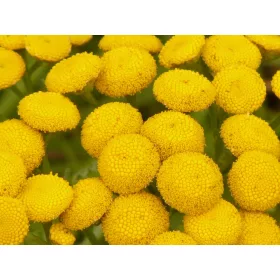    Обикновена вратига 10 бр - tanacetum vulgare разсад