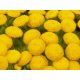  Обикновена вратига 10 бр - tanacetum vulgare разсад