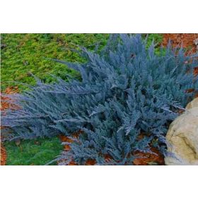  Разсад в 2-3 литров съд