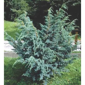  SCALCULUS JUNIPER MEYERI SILVER BUSH C