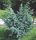  SCALCULUS JUNIPER MEYERI SILVER BUSH C