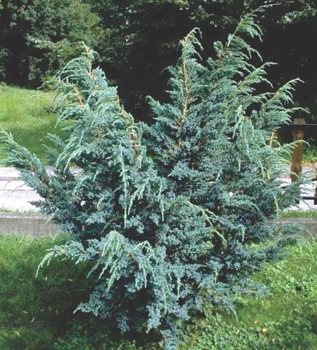  SCALCULUS JUNIPER MEYERI SILVER BUSH C
