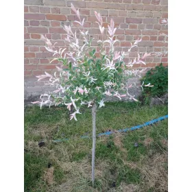  Разсад върба в бала 110-130см