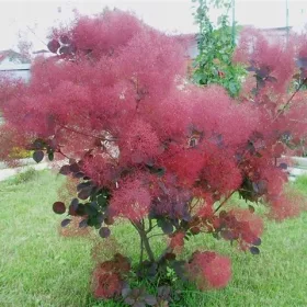    Дърво перука Podolia FOLIIS PURPUREIS В САКСИЯ
