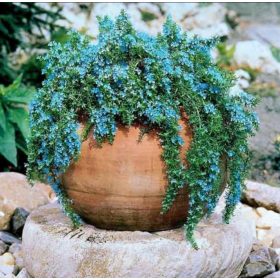    Розмарин ВИСНЕН подправка, пълзяща билка