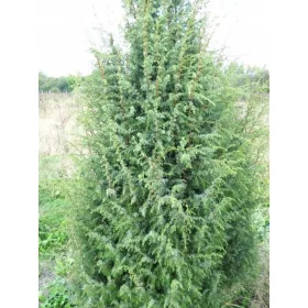    ХВОЙНА ОБИКНОВЕНА ТЯСНА КОЛОНА HIBERNICA C