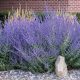  Perowskia lobodolifolia УНИКАЛНО мразоустойчиво многогодишно СИН ХРАСТ