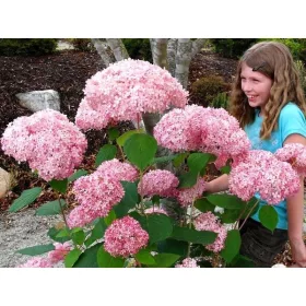    Розови хортензии разсад в съд 2-3л 15-30см