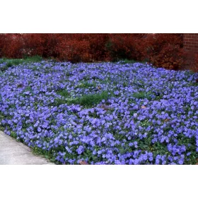    Обикновена зеленика напоена 100 БР. за 90 гроша ПРОМОЦИЯ медоносна