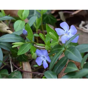    Обикновена зеленика напоена 100 БР. за 90 гроша ПРОМОЦИЯ Многогодишно растение