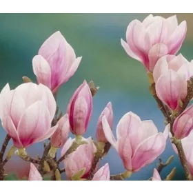    Магнолии и лалета, разсад в съд 1-2 литра, 70-100 см.