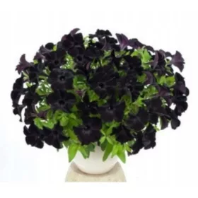    Черна сурфиния, рядък разсад висяща петуния