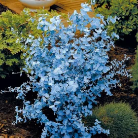    Мразоустойчив син евкалипт (Eucalyptus Gunni) Разсад в саксия C1.2