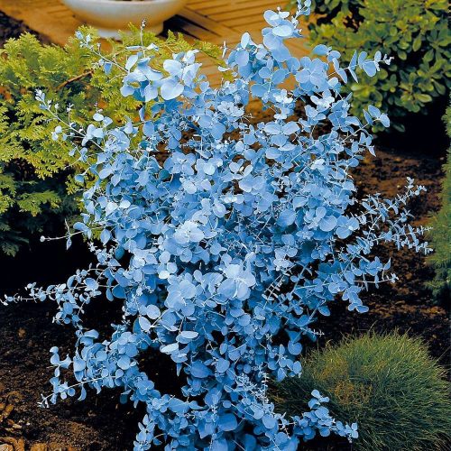  Мразоустойчив син евкалипт (Eucalyptus Gunni) Разсад в саксия C1.2