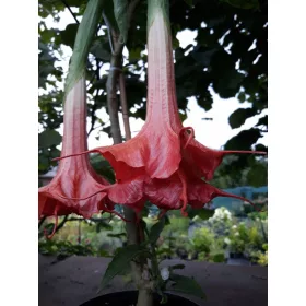    Бругмансия червена Thea's Liebling /datura/
