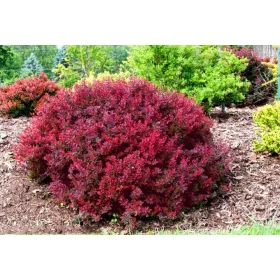    Разсад жълт берберис в съд 2-3л 10-15см