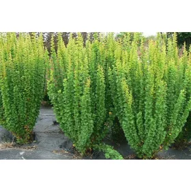    Разсад от берберис в 2-3 литров съд 20-30 см