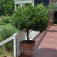  Лавър на багажника, Laurus, разсад P17