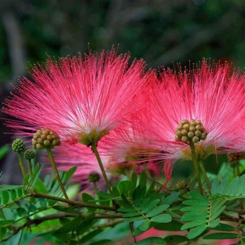  Albicja - копринено дърво (Albicja Rosea) Ефектен разсад в саксия