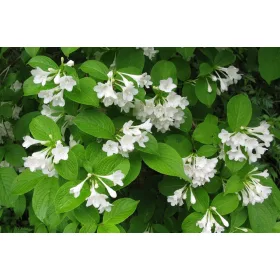    Бели храсти, разсад в съд 3-5л, 20-40см