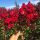 Lagerstroemia PETITE RED цъфти 120 дни (Lagerstroemia indica) Разсад C2