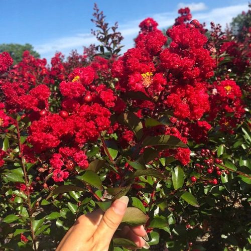  Lagerstroemia PETITE RED цъфти 120 дни (Lagerstroemia indica) Разсад C2