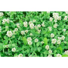    Мистерията на бялата детелина: красота и стойност за вашата градина" 100гр