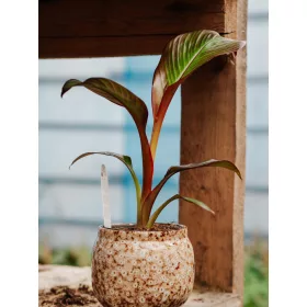    Бургундско бананово дърво Ensete Ventricosum Maurelli