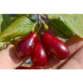    BOLESTRASZYC DOGLEON, ЯДИТЕЛЕН, GRAPLATED, ПОЛСКИ GR