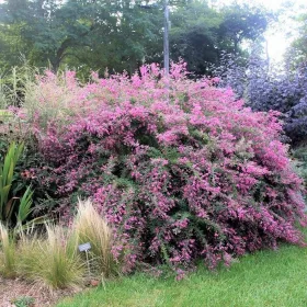    Lespedeza bicolor ДВУЦВЕТЕН мразоустойчив, красиво цъфтящ ХРАСТ