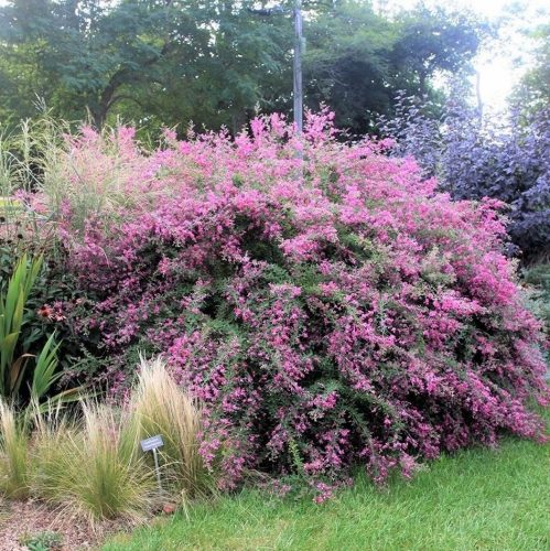  Lespedeza bicolor ДВУЦВЕТЕН мразоустойчив, красиво цъфтящ ХРАСТ