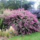  Lespedeza bicolor ДВУЦВЕТЕН мразоустойчив, красиво цъфтящ ХРАСТ