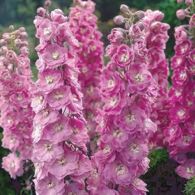    Delphinium Astolat XXL SEEDING цвете ливадна многогодишна многогодишна селска градина