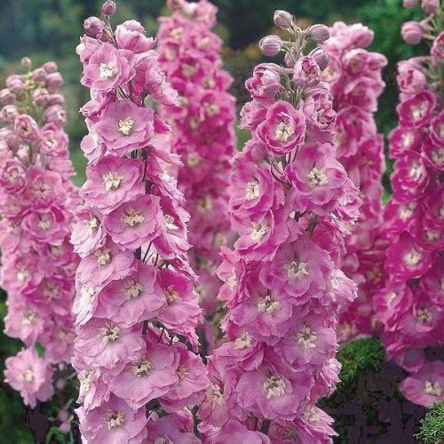  Delphinium Astolat XXL SEEDING цвете ливадна многогодишна многогодишна селска градина