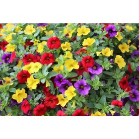    Пакет Surfinia 4x Surfinia Petunia Calibrachoa Million Bells