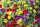  Пакет Surfinia 4x Surfinia Petunia Calibrachoa Million Bells