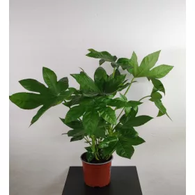  Японска фатсия Fatsia japonica 65-75см