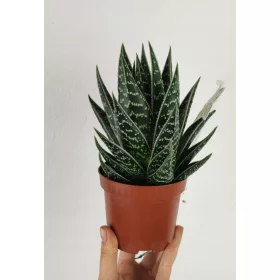  Алое Aloe aristata Tiki Tahi 17см