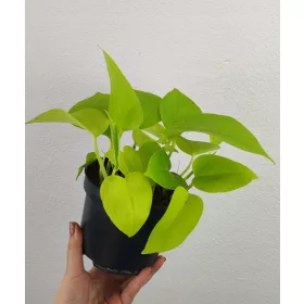  Epipremnum Golden Pothos 20 см