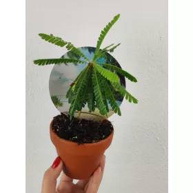  Biophytum sensitivum mukkutti Palm