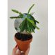  Biophytum sensitivum mukkutti Palm