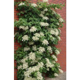    Разсад хортензия в съд до 0,5л, 30-50 см