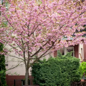    Kanzan Sawn Cherry, устойчива на замръзване, ароматна