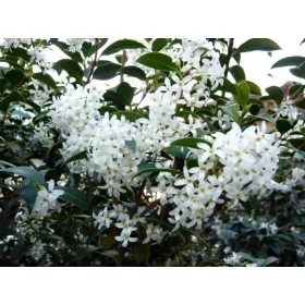  OSMANTUS BURKWOODA Osmanthus burkwoodii nice P9