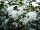  OSMANTUS BURKWOODA Osmanthus burkwoodii nice P9