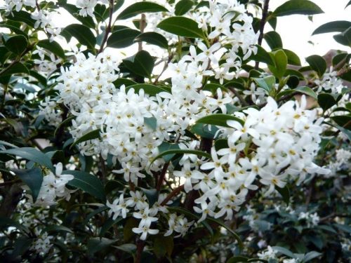  OSMANTUS BURKWOODA Osmanthus burkwoodii nice P9